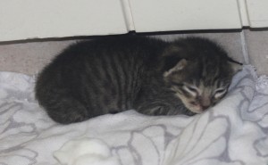 fostering