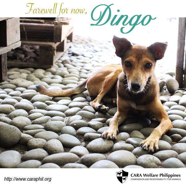 CARA Welfare Philippines » Blog Archive » Farewell, Dingo.