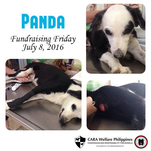 Rescue Panda Fundraising