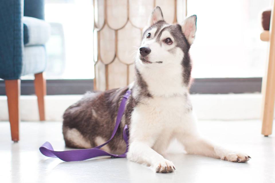 husky adoption rescue