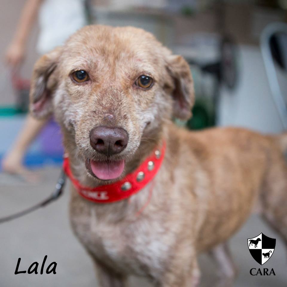 Lala - CARA rescued dog - pet for adoption - animal welfare in the Philippines