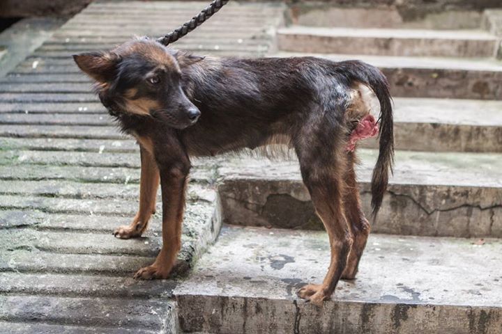 CARA - Animal welfare in the Philippines - adopted dog - Tivoli
