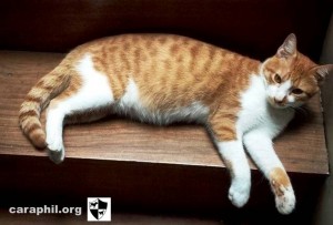CARA Welfare Philippines – Animal Welfare and Health – Pet Care – Why You Should Totally Adopt A Cat