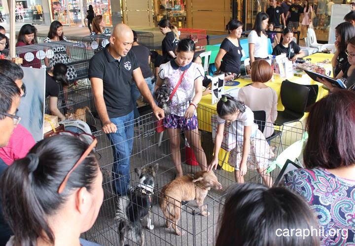 CARA Welfare Philippines - pet adoption event