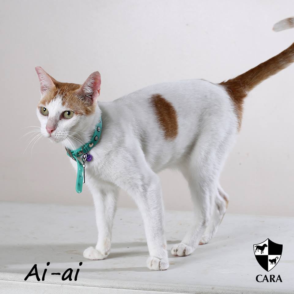 Ai-Ai - CARA rescued cat - pet for adoption - animal welfare in the Philippines