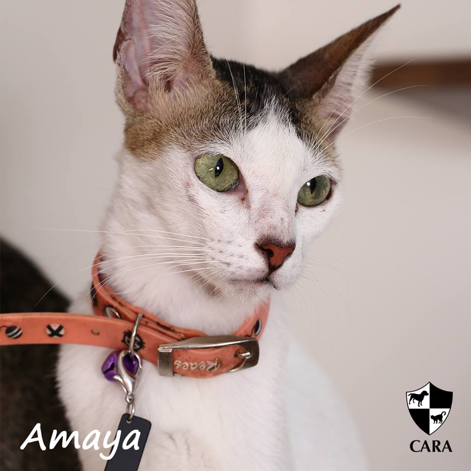 Amaya - CARA rescued cat - pet for adoption - animal welfare in the Philippines