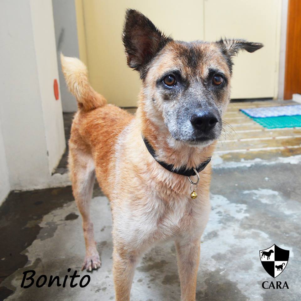 Bonito - CARA rescued dog - pet for adoption - animal welfare in the Philippines