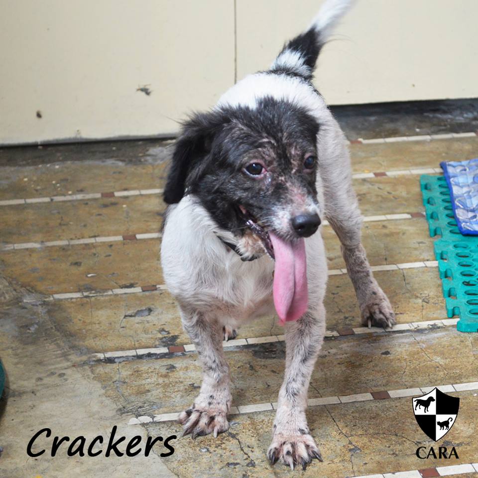 Crackers - CARA rescued dog - pet for adoption - animal welfare in the Philippines