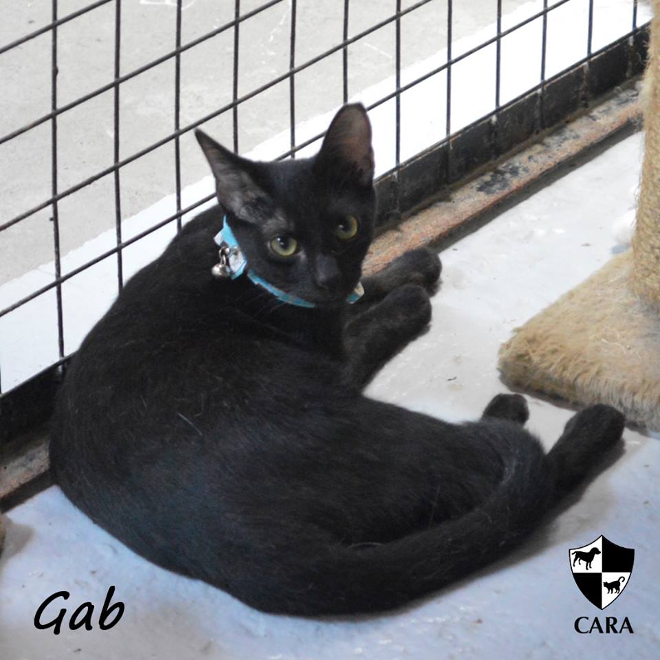 Gab - CARA rescued cat - pet for adoption - animal welfare in the Philippines