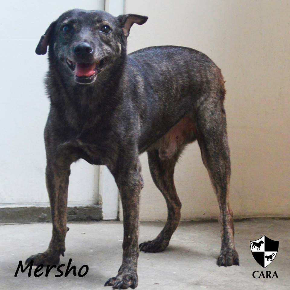 Mersho - CARA rescued dog - pet for adoption - animal welfare in the Philippines