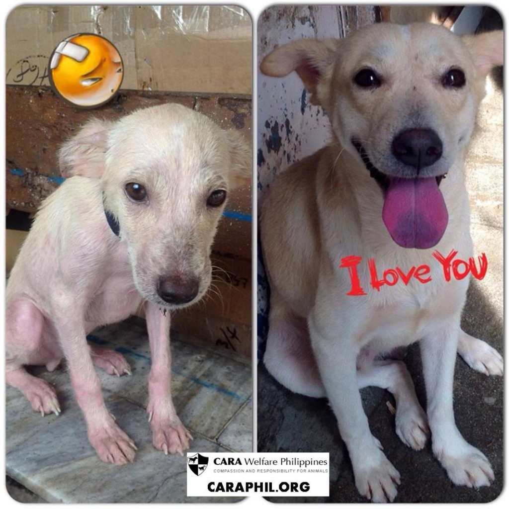 Yang rescued Aspin dog in the Philippines