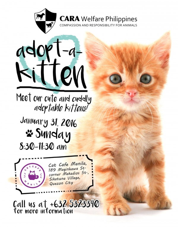 CARA Adopt-a-Kitten