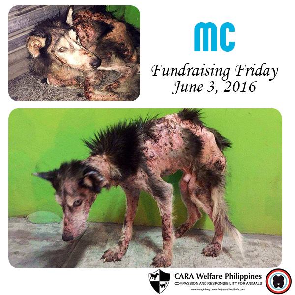 CARA - Animal Welfare in the Philippines - MC - Rescue1