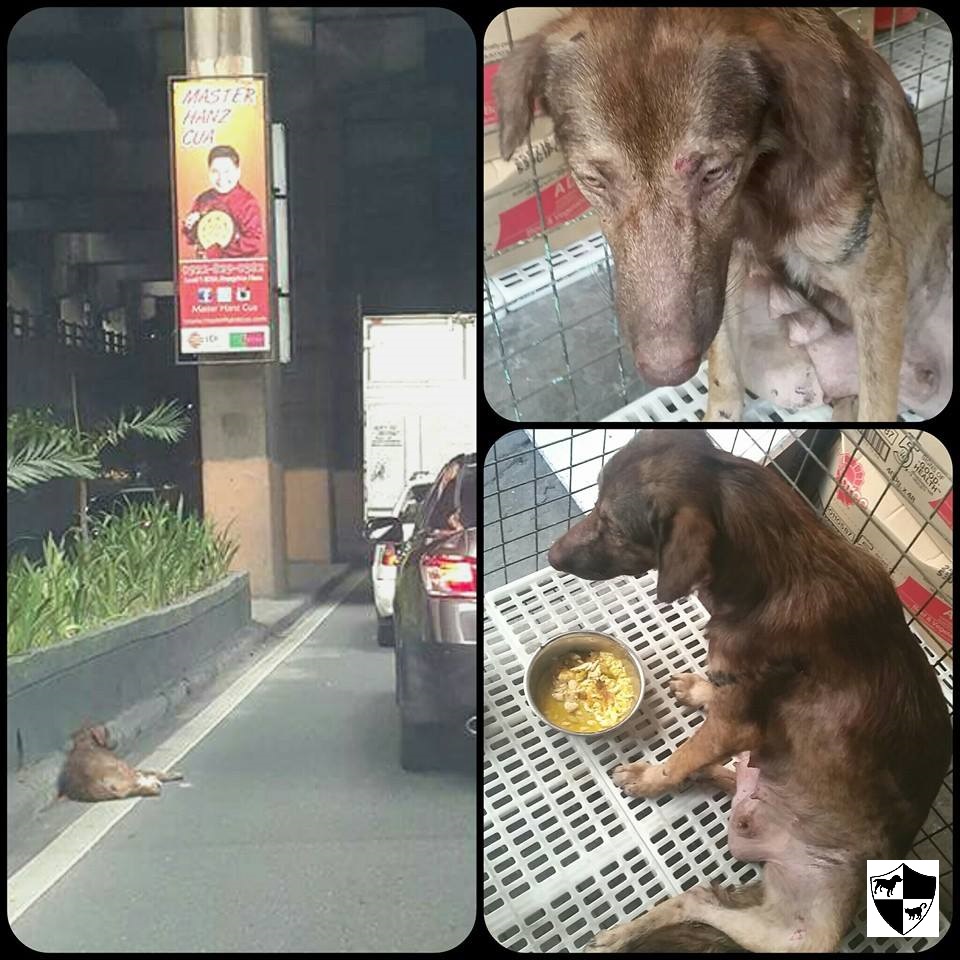 CARA - Animal Welfare in the Philippines - Mama Dog - Across the Rainbow Bridge1