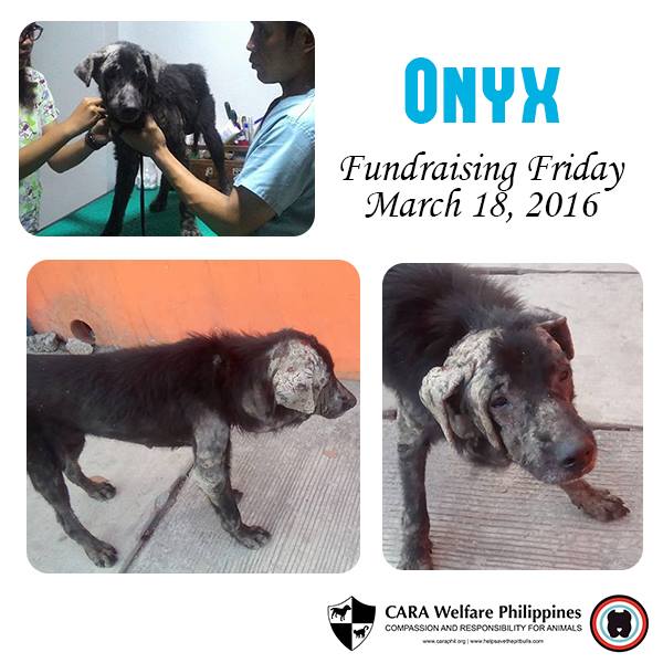 CARA - Animal Welfare in the Philippines - Onyx - Adoption2