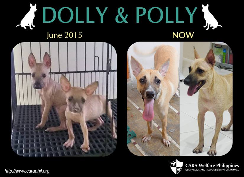 CARA - Animal Welfare in the Philippines - Dolly and Polly - Rescue1