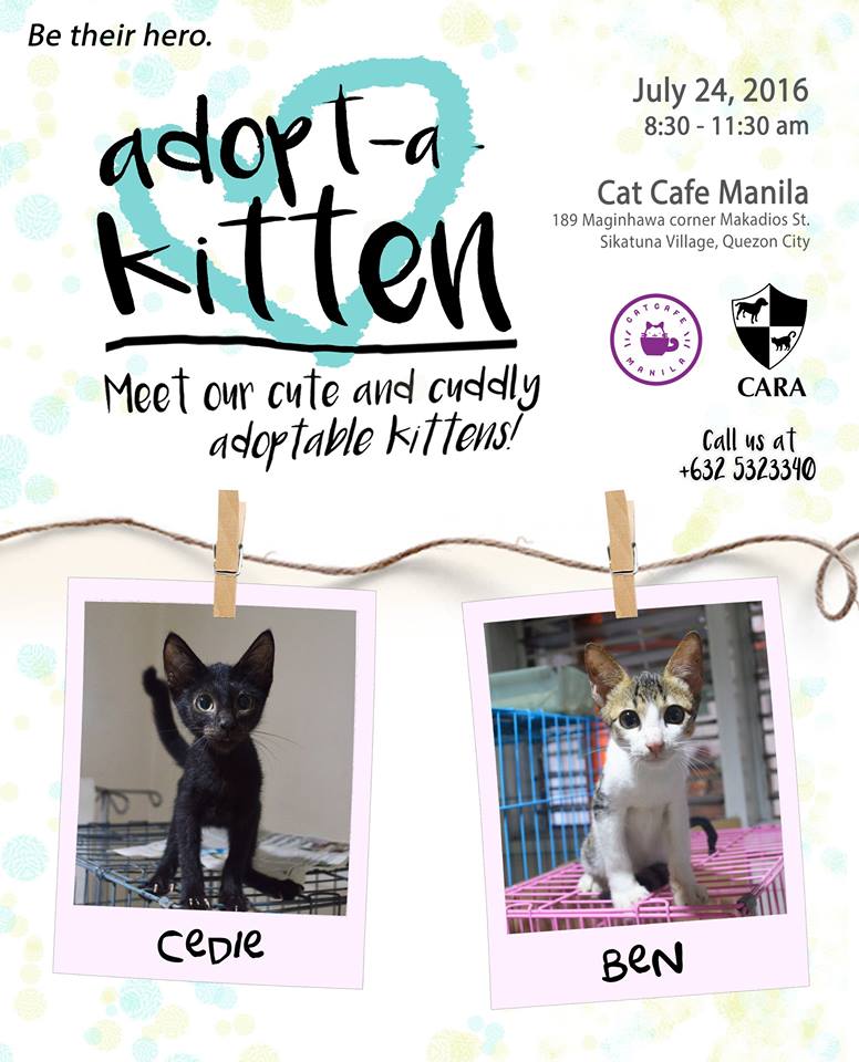 Cat Cafe Manila Adopt-a-Kitten
