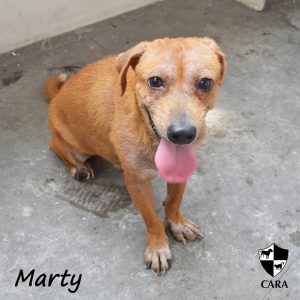 cara-animal-welfare-in-the-philippines-marty