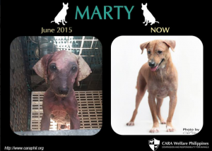 cara-animal-welfare-in-the-philippines-marty-before-and-after
