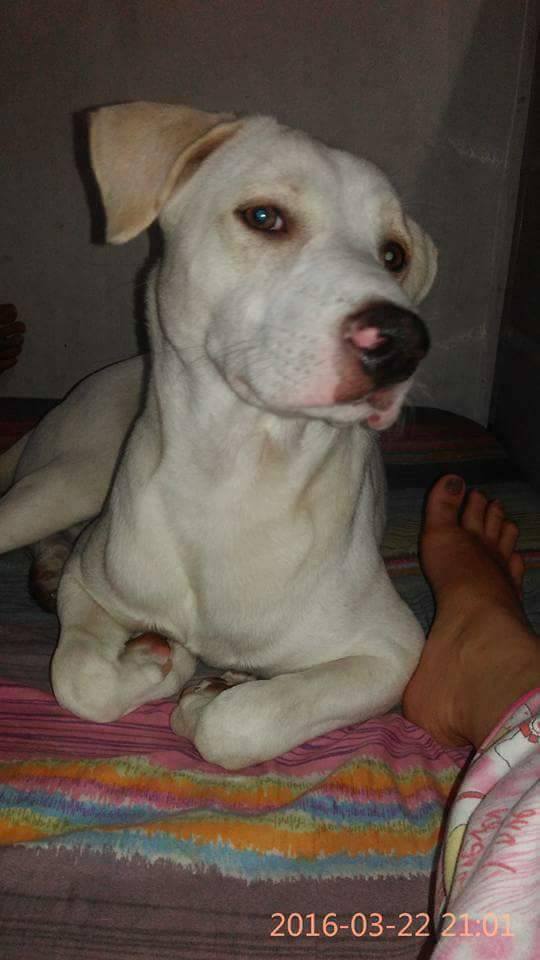 2017-March-LostDog-Dakki