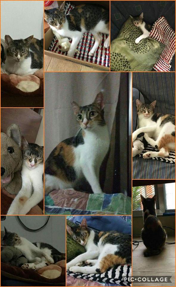 2017-March-Update-CARA Cat-Lexi-Adopt-Dont-Shop-CARA Welfare Philippines-Pets