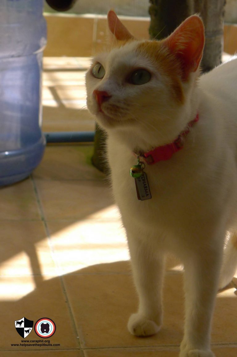 CARA Welfare Philippines » Blog Archive » A Tribute to Figaro, this