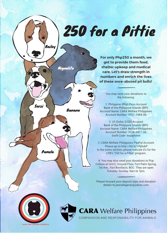 CARA Welfare Philippines » Blog Archive 250 for a Pittie: Beloved Rescued  Pit Bulls Need Help with Food and Medicine – CARA Welfare Philippines