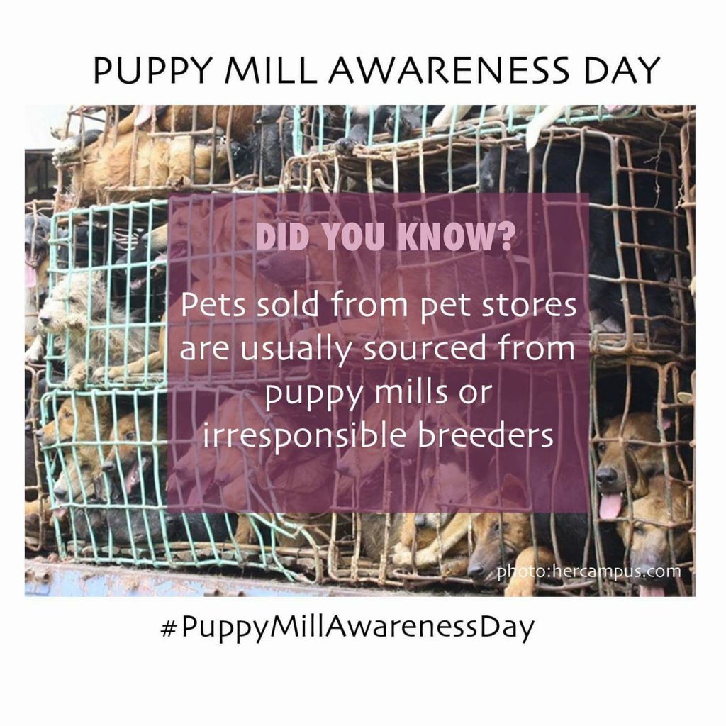 September 16 Puppy Mill Awareness Day! CARA Welfare Philippines
