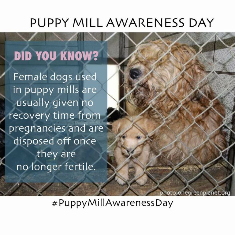 CARA Welfare Philippines » Blog Archive September 16 Puppy Mill