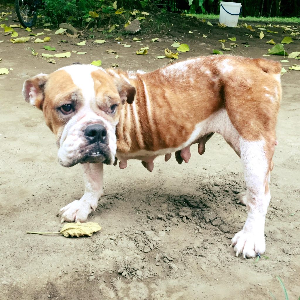 CARA Welfare Philippines » Blog Archive » For Adoption Becky!