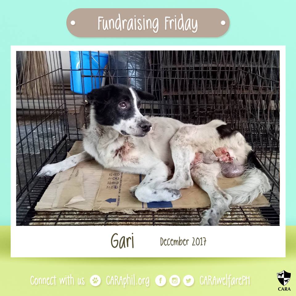 December 2017 - CARA Rescue Gari- CARA Welfare Philippines - AdoptDontShop