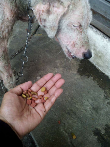 CARA Welfare Philippines – Animal Welfare – Pet dog rescue –Jessy