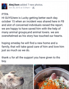 CARA Welfare Philippines – Animal Welfare – Pet dog rescue – Lucky