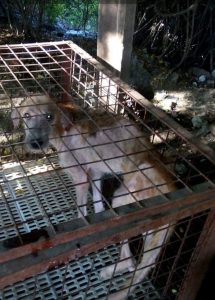 CARA Welfare Philippines – Animal Welfare – Pet dog rescue – Ivy