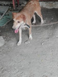 CARA Welfare Philippines – Animal Welfare – Pet dog rescue – Ivy