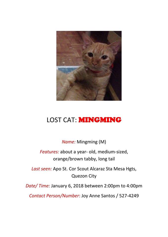 Jan 2018 - Lost Cat Mingming Sta Mesa Heights Quezon City CARA Welfare Philippines - AdoptDont Shop