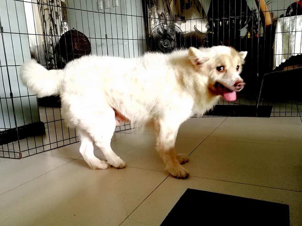 CARA Welfare Philippines – Animal Welfare – Pet dog rescue – Felix