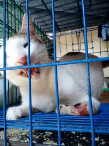 Amputation CARA Cat Leah Adopt Dont Shop CARA Welfare Philippines Surgery