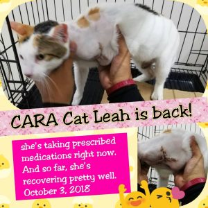 Oct 2018 - CARA Cat Leah - leg amptation surgery recovering thank you