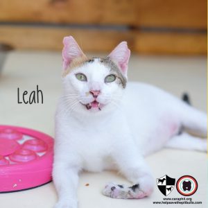 CARA Cat Leah Adopt Dont Shop CARA Welfare Philippines