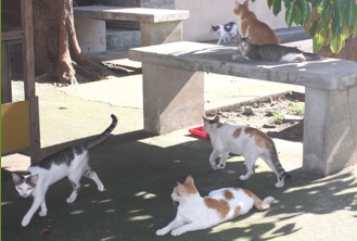 TNR colony in Manila