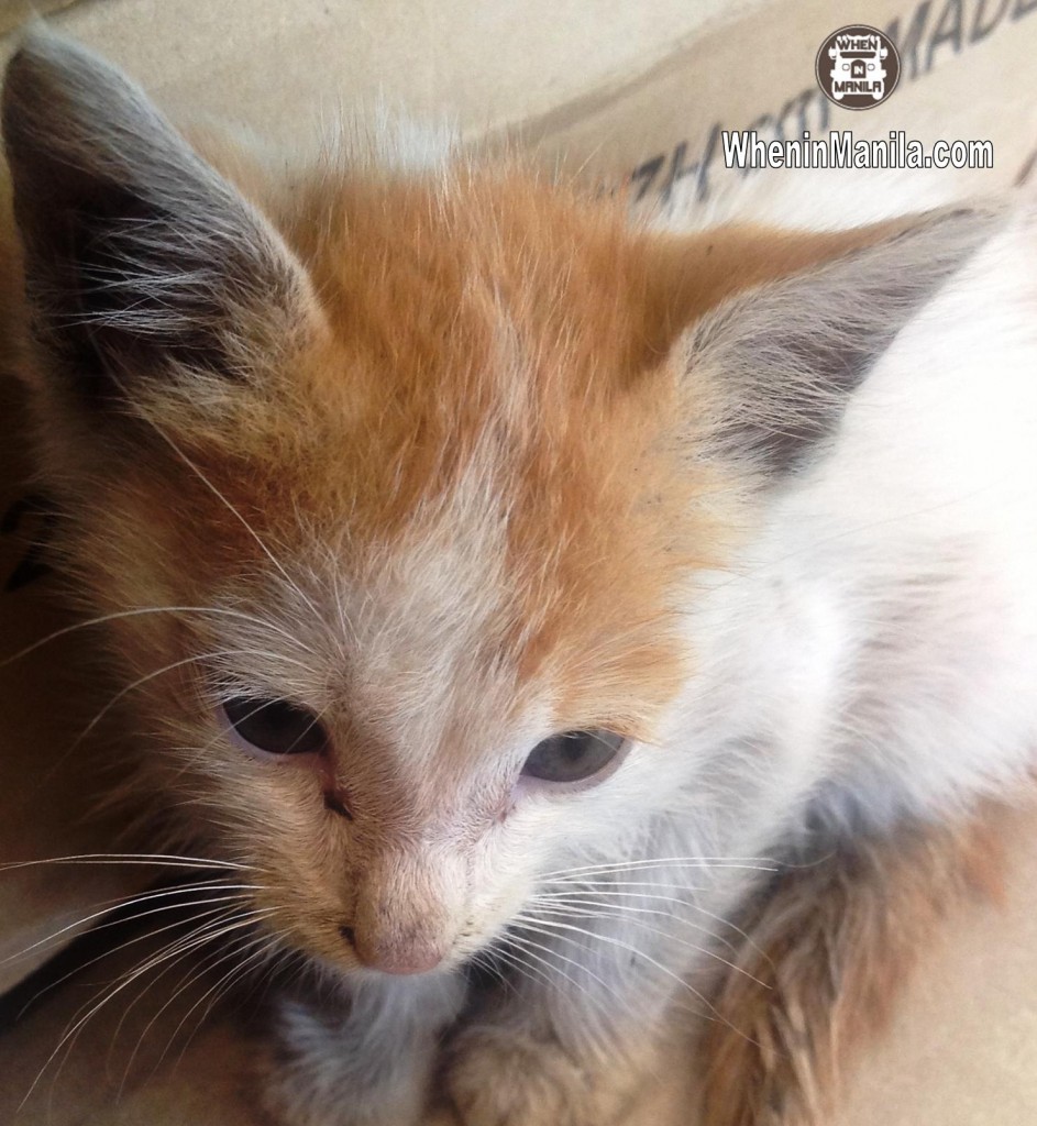 CARA Welfare Philippines - Dado - Cat rescue - Animal Rescue Group