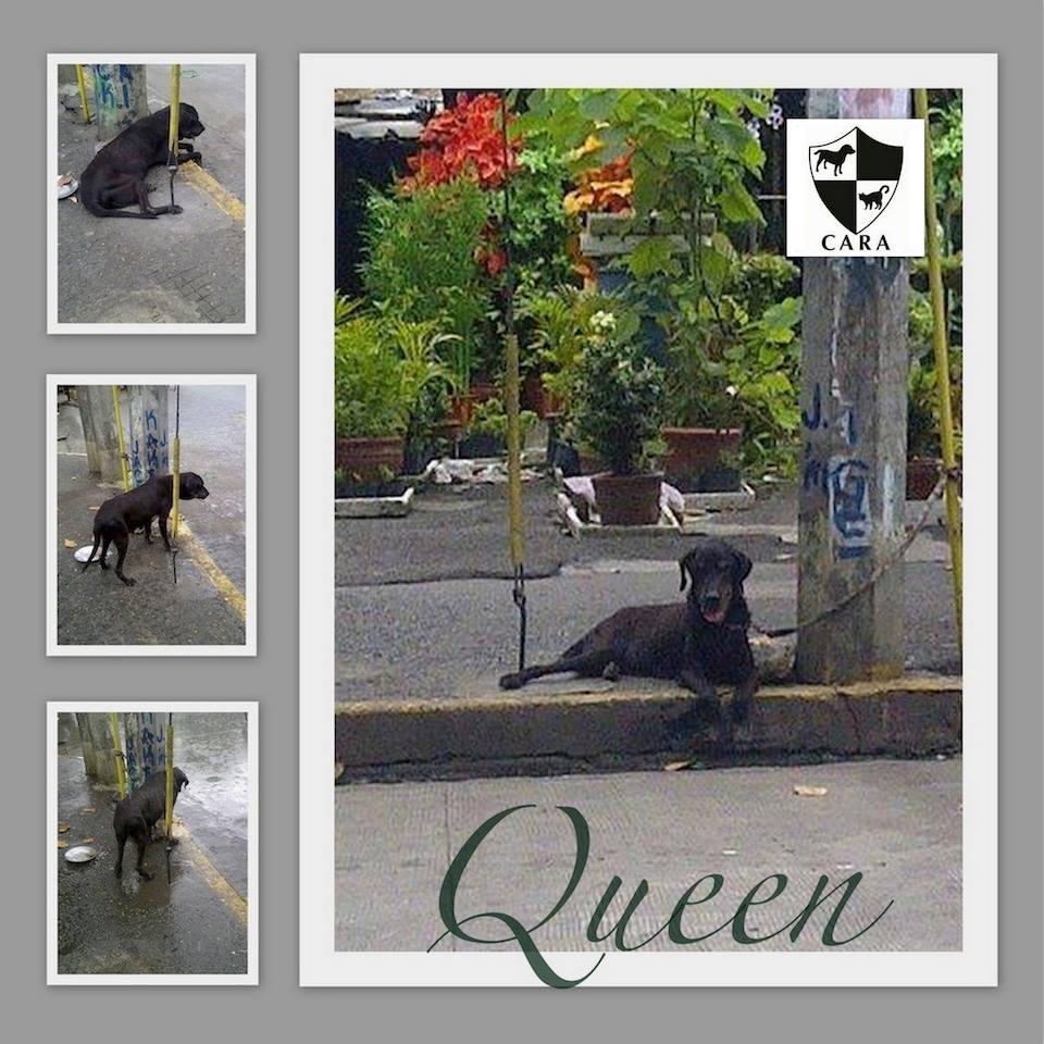 Queen - CARA Welfare Philippines - Animal Welfare Group