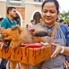 CARA - Animal Welfare Group in the Philippines - Animal Welfare Fundraising Event - Halloween Purr-ty 2013