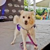 CARA - Animal Welfare Group in the Philippines - Animal Welfare Fundraising Event - Halloween Purr-ty 2013