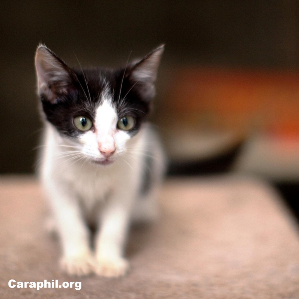 Thelma - CARA Welfare Philippines - Cat for adoption 2