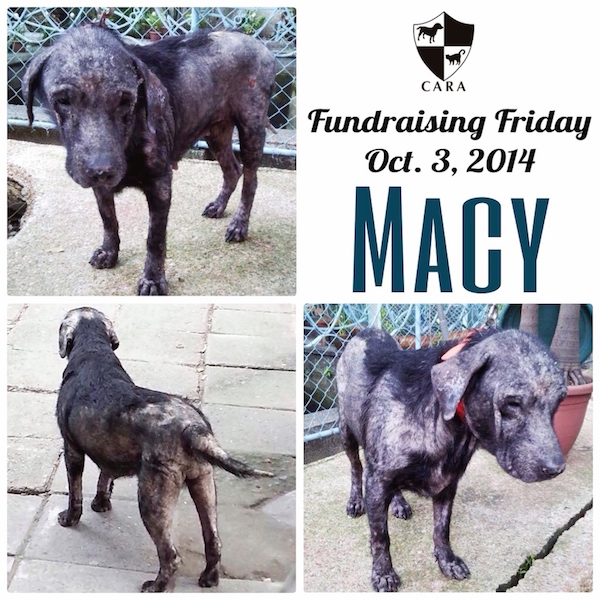 CARA Welfare Philippines - Animal welfare - dog rescue - Macy
