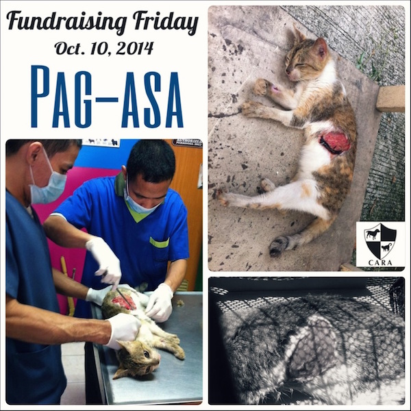 CARA Welfare Philippines - Animal Welfare - cat rescue - Pagasa