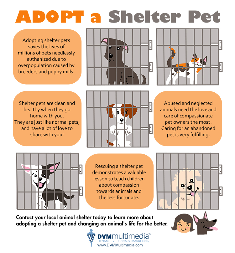 Adopt a shelter pet