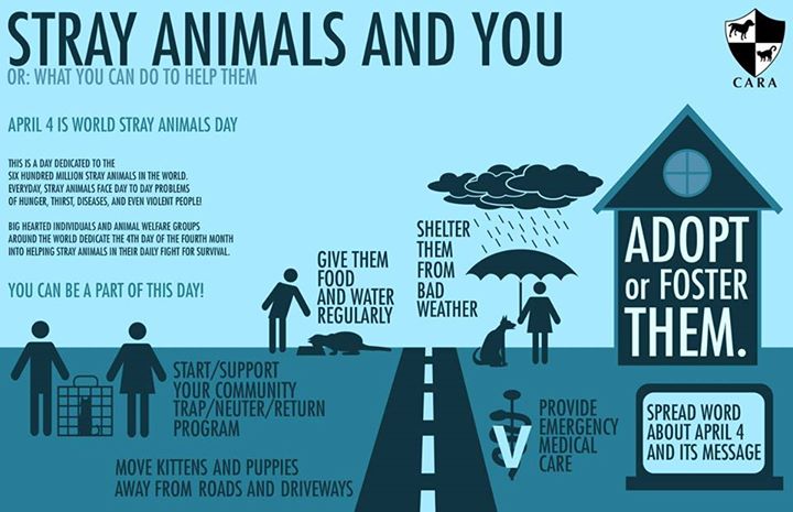 April 4 is World Stray Animals Day! – CARA Welfare Philippines